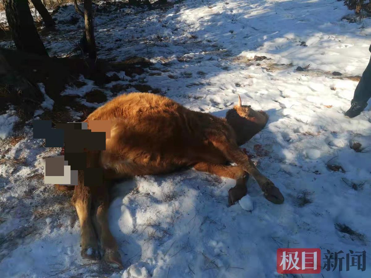 东北虎为什么在逐渐减少,下山东北虎现在怎么样了