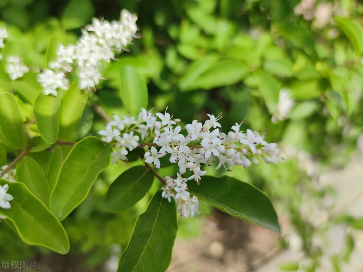 小叶女贞,小叶女贞球