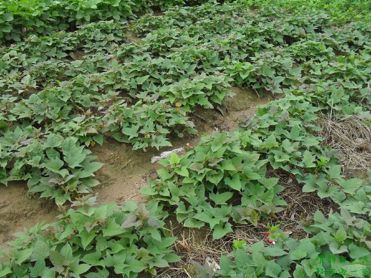 红薯怎么种才能高产用什么样肥料,雨季红薯旺长