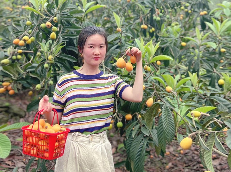 四川的高山枇杷是几月份采摘,屏山枇杷采摘园在哪里