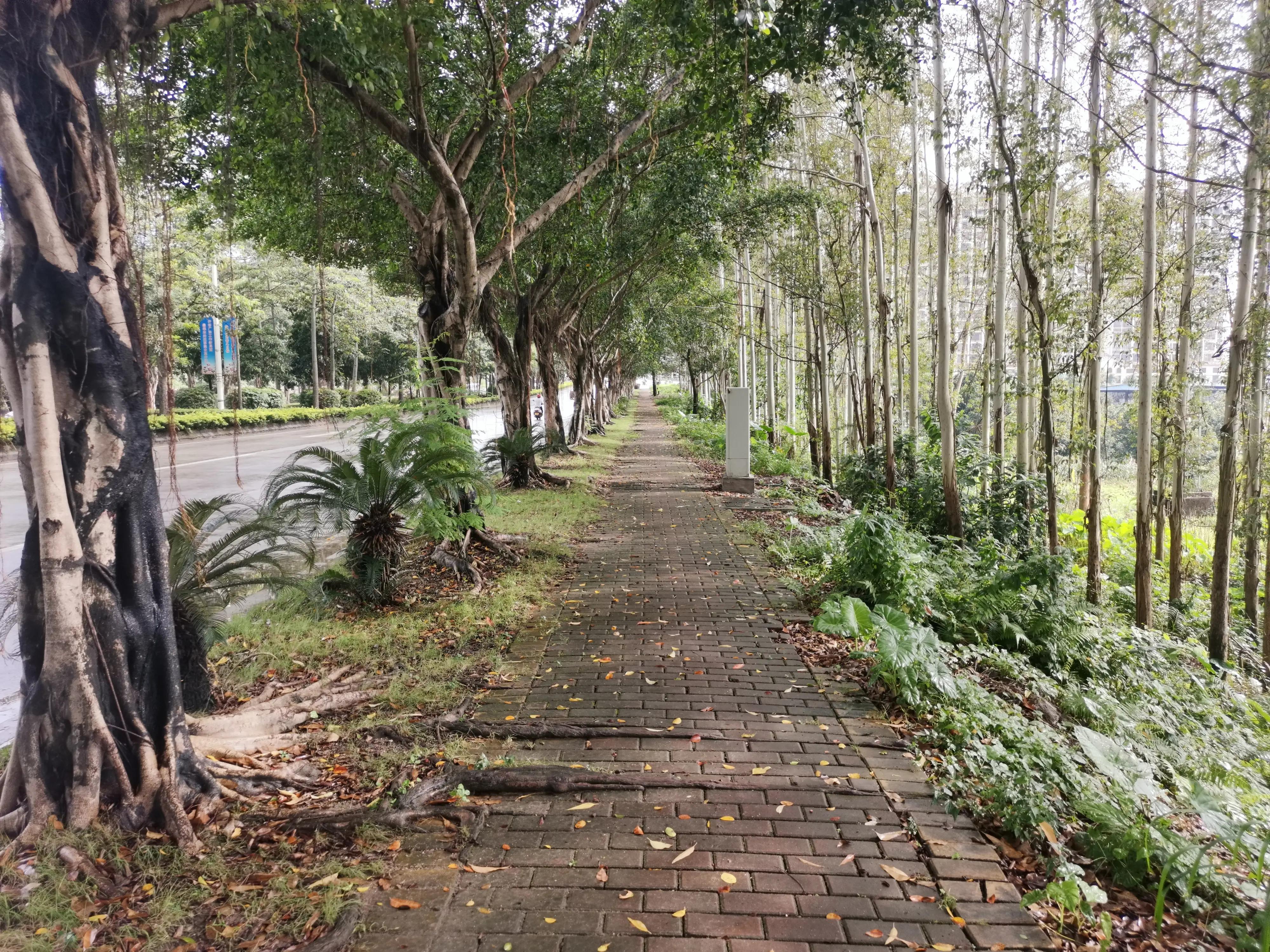 荣耀v20更新鸿蒙系统后充电充不满,支持鸿蒙的手机型号荣耀v20