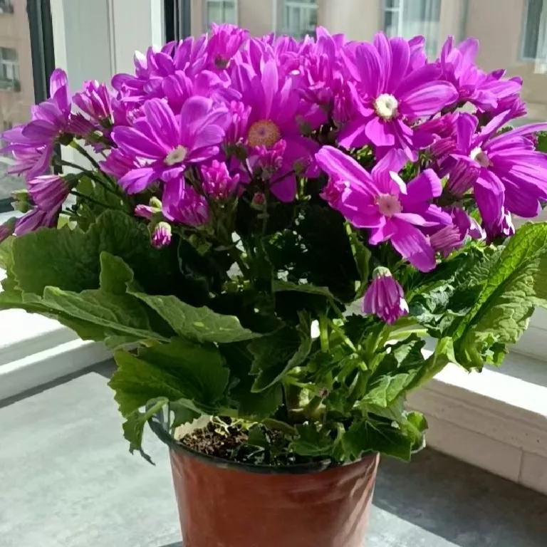 荷兰菊特价多少钱一盆,大盆荷兰菊出售