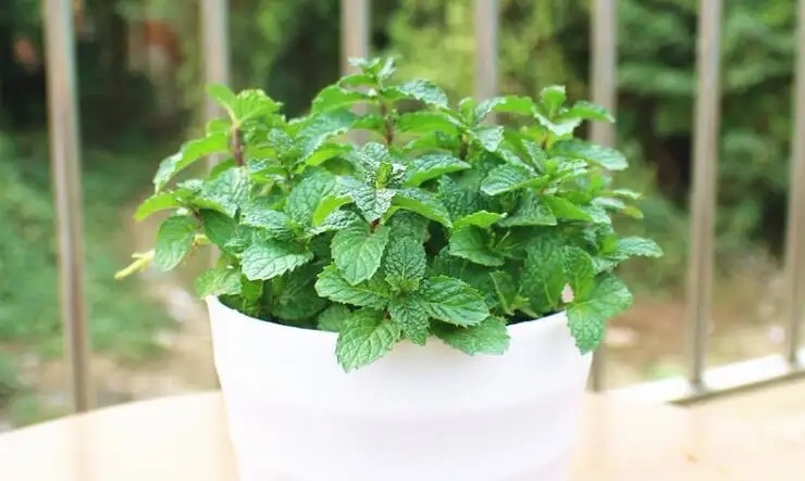 卧室养花，必养3种，香气淡雅枝叶繁茂，养神促睡眠，身体精神棒