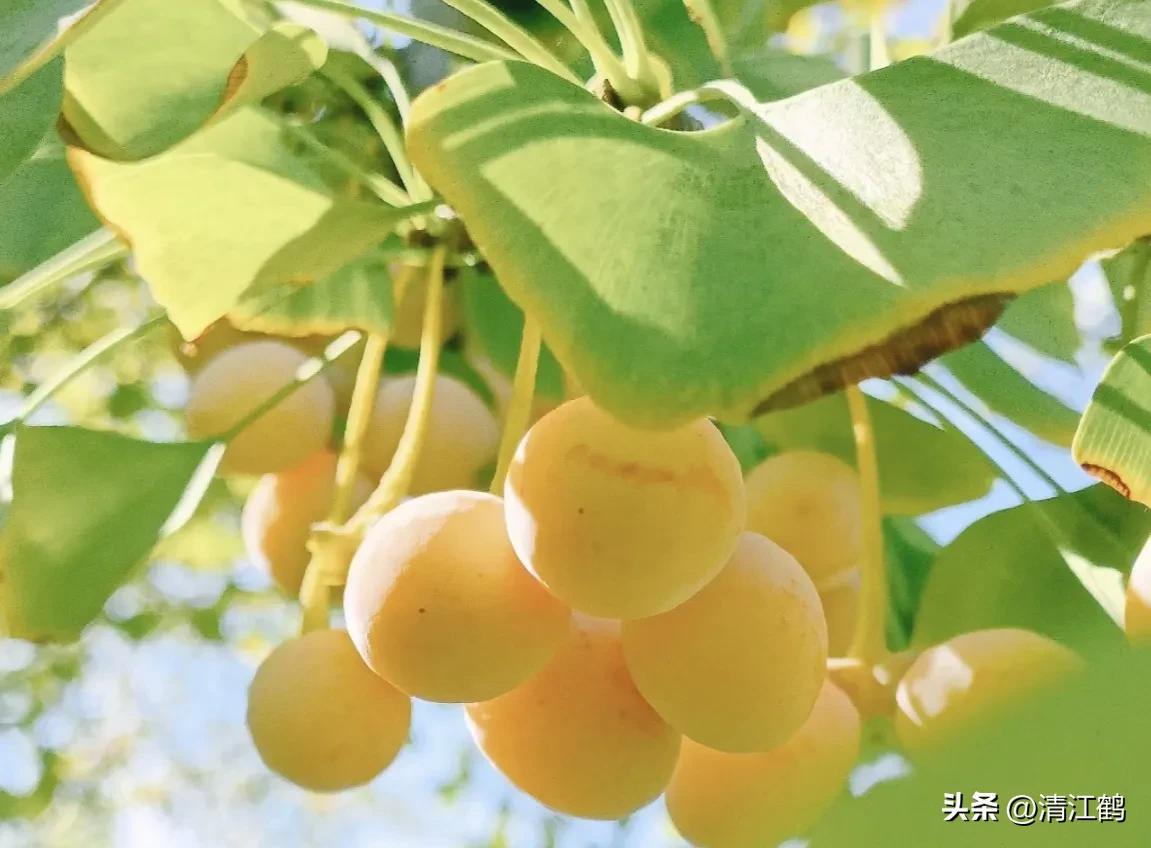 鸭掌木病害图谱及防治,鸭脚木的病害和治疗方法