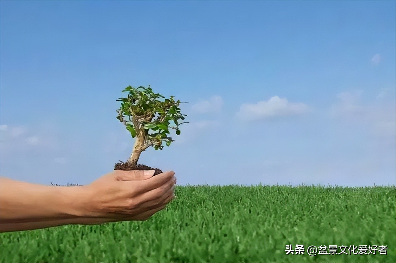 盆景枝条蟠扎后如何正确拿弯,大型松树盆景拿弯过程视频