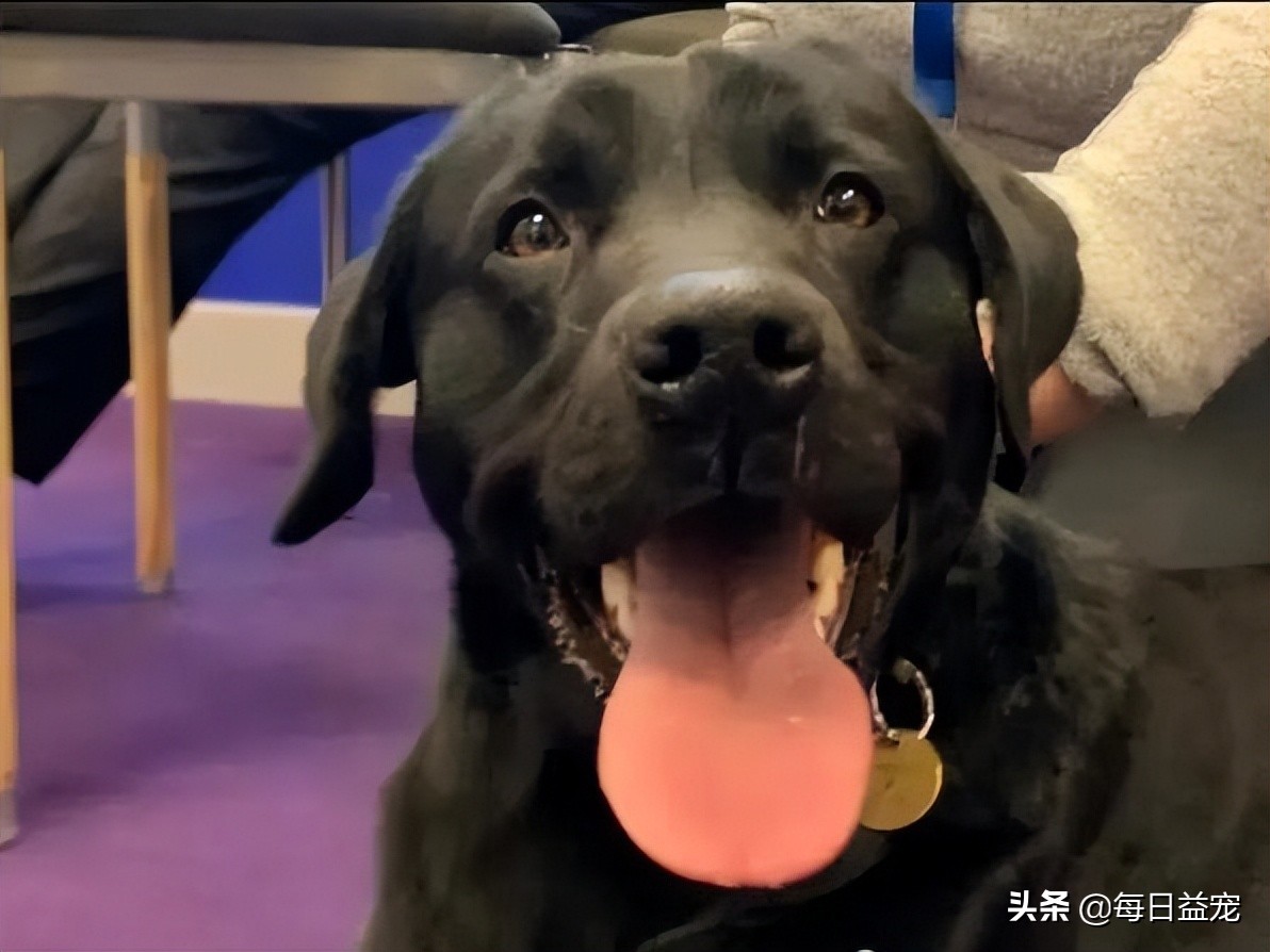 警犬上班偷懒被发现,警犬被开除原因笑喷