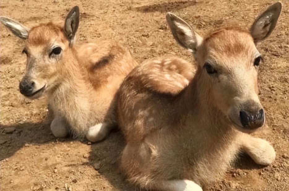 麋鹿园景区一日游攻略,中华麋鹿园自驾费用