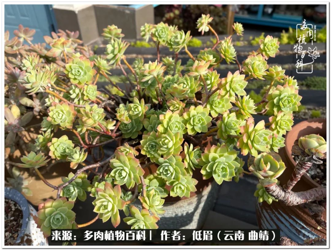 养了七年多肉,养了八年的肉肉终于开花了