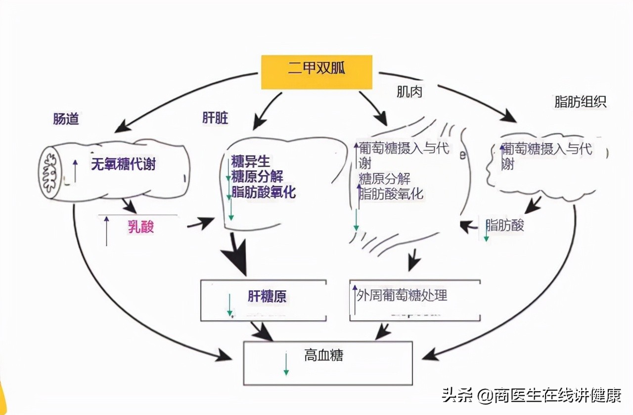 糖尿病吃二甲双胍造成胃难受,糖尿病人吃二甲双胍后有什么反应