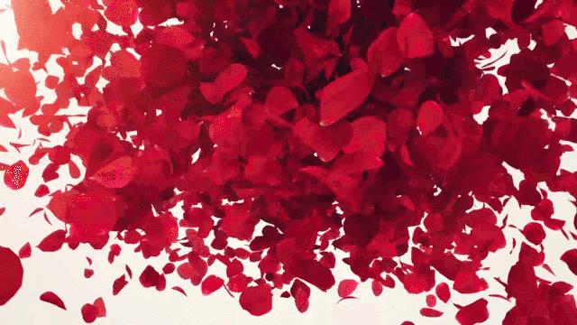 分享一束花图片,分享照片愿你遇到的都是美好