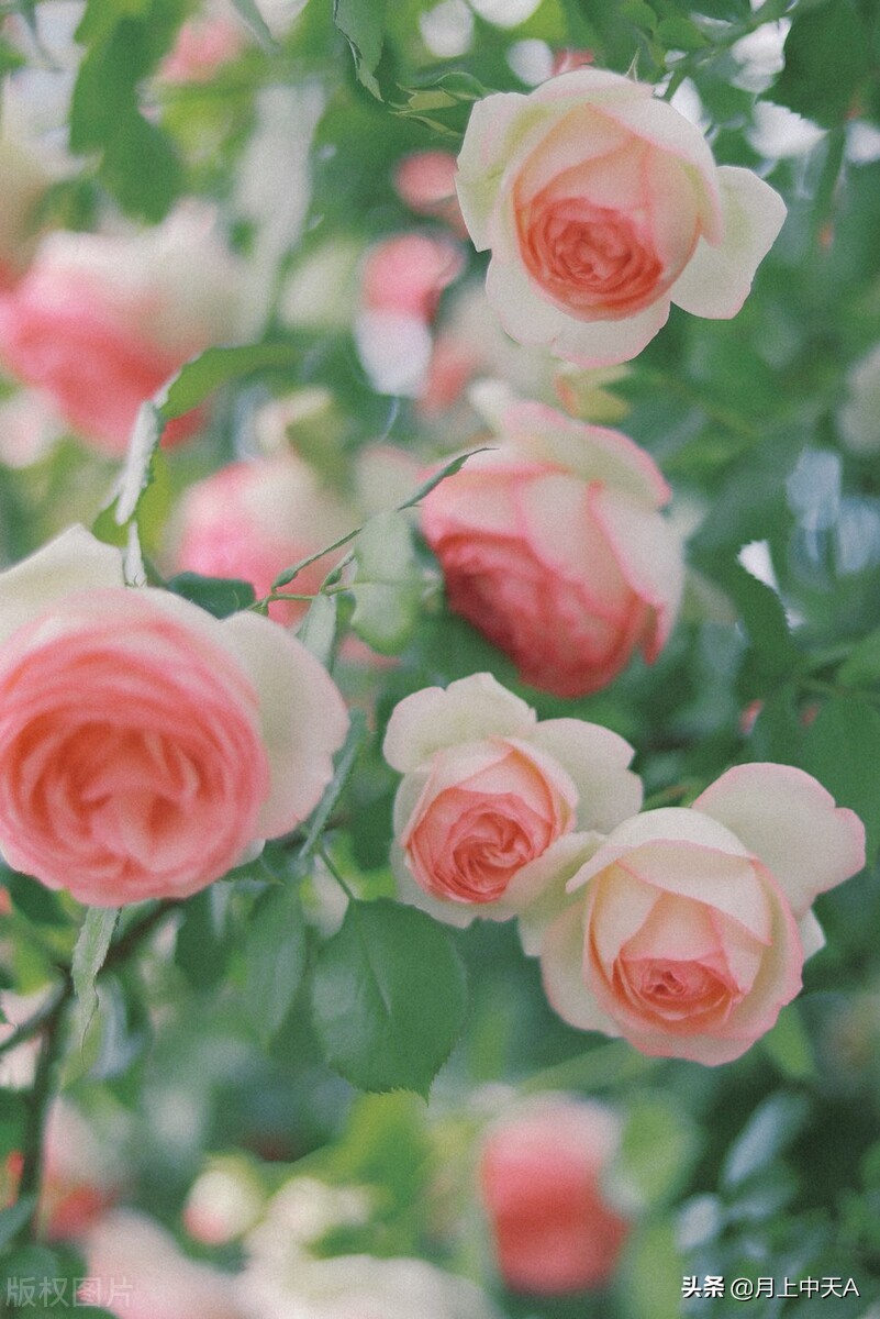 咏月季花七绝,咏月季花七绝七言诗