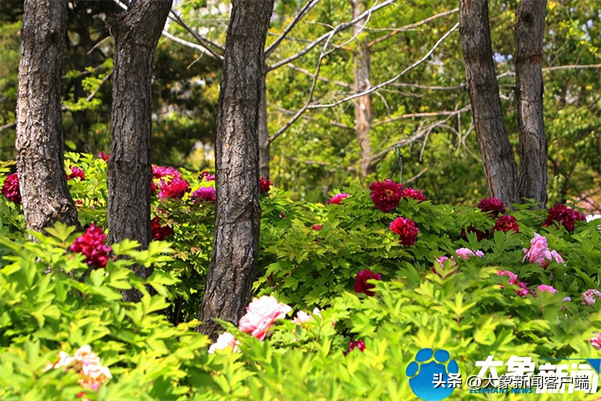 花开时节动京城最美不过洛阳城,花开时节动京城洛阳