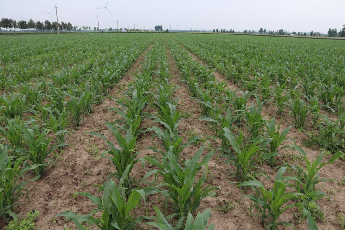 荣莉莱农业技术服务,河南荣莉莱商贸有限公司