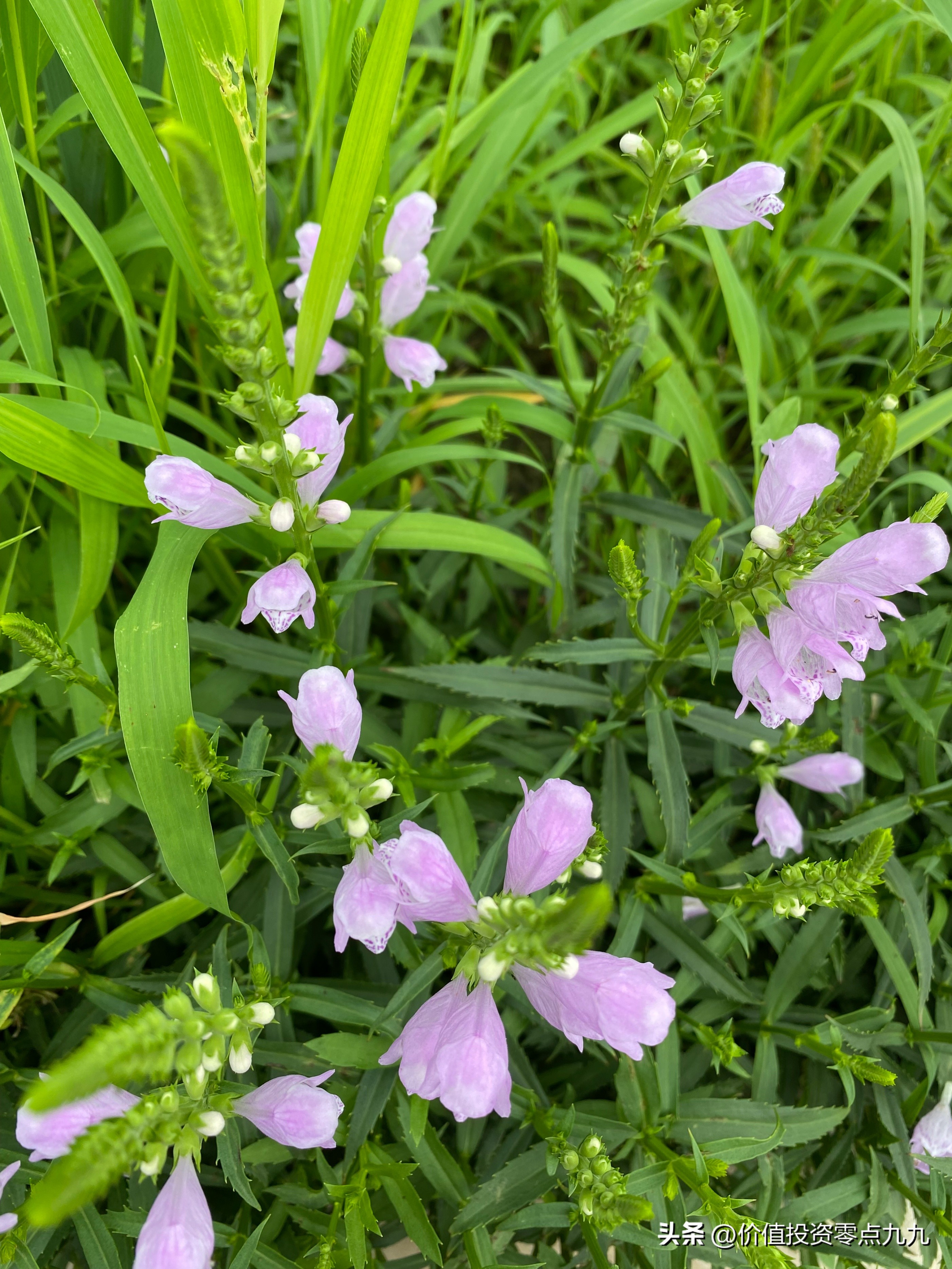 段永平博客，做对的事情最重要
