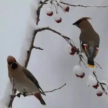 太平鸟图片大鸟,太平鸟图片大全高清壁纸