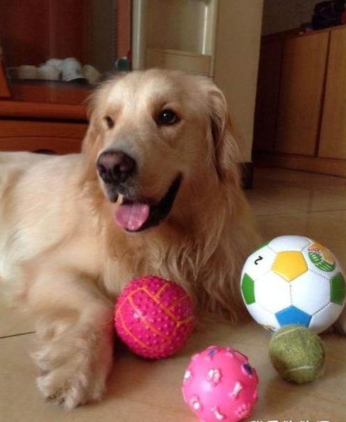 狗狗爱睡觉不容易训练怎么办,狗狗不停抓痒怎么办