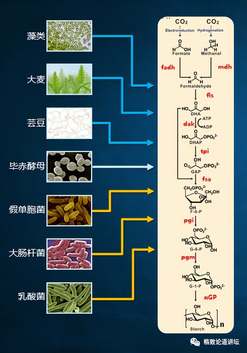 二氧化碳变成淀粉靠谱吗,用二氧化碳合成的淀粉怎样吃