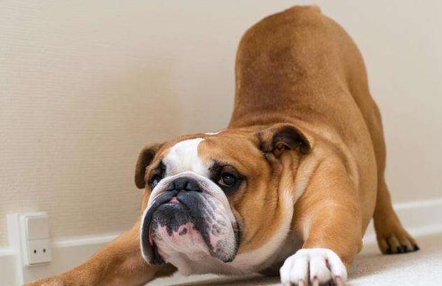 英国斗牛犬不爱动怎么办,斗牛犬吃狗粮怎么老掉东西