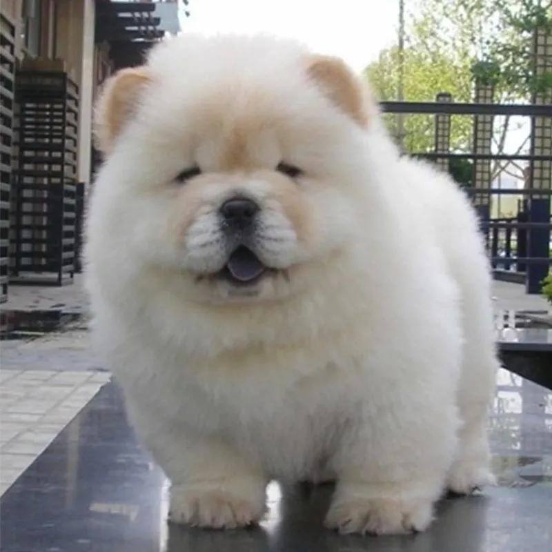 世界上最可爱的狗狗有哪几种,可爱萌狗狗视频茶杯犬