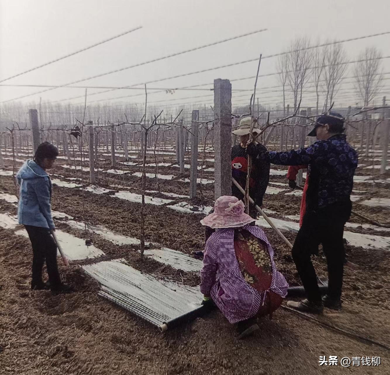 阳光玫瑰葡萄种植土处理,种阳光玫瑰葡萄怎样改良土壤
