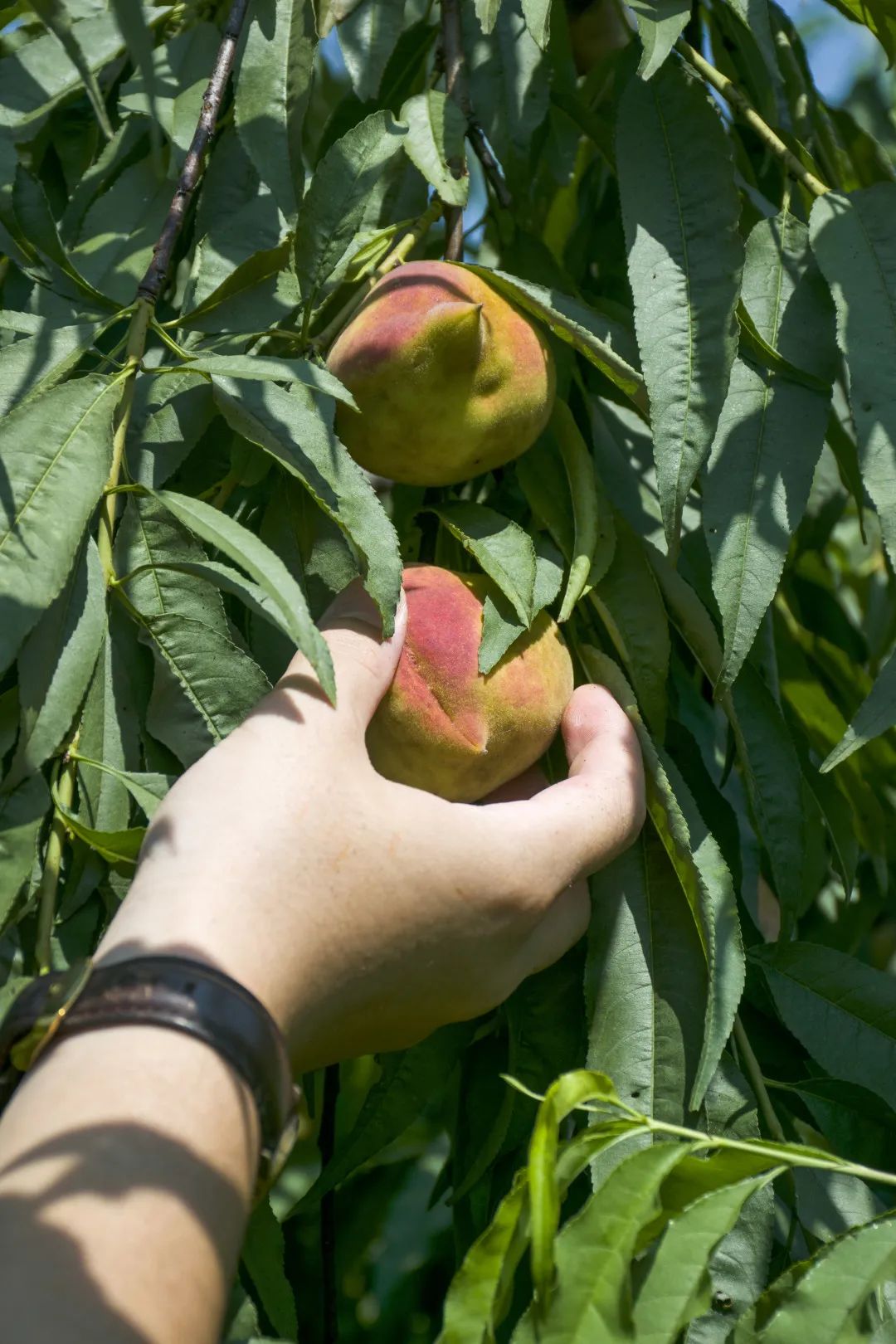 鹰嘴桃脆香甜,赣南鹰嘴桃新鲜现摘