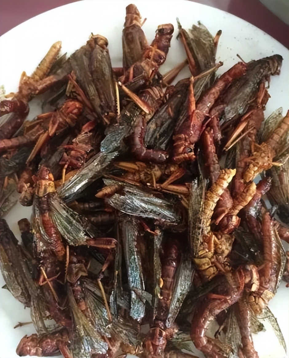 真正的丛林美食有哪些,硬核知识大全100个