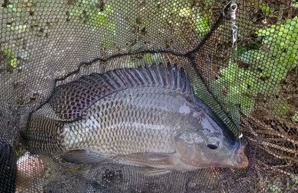 最适合广东养的淡水鱼,广东超级耐养的小型淡水鱼