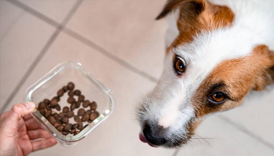 狗狗吃狗粮不嚼直接吞怎么办,狗狗不吃狗粮妙招大全