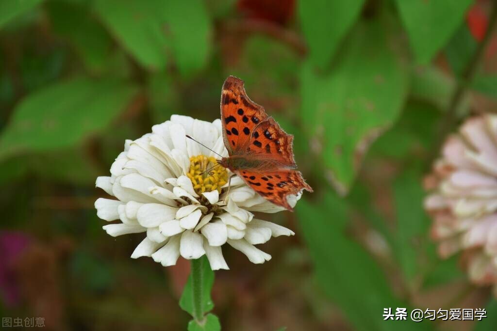 花田小镇哪个区,赣州花田小镇要门票吗