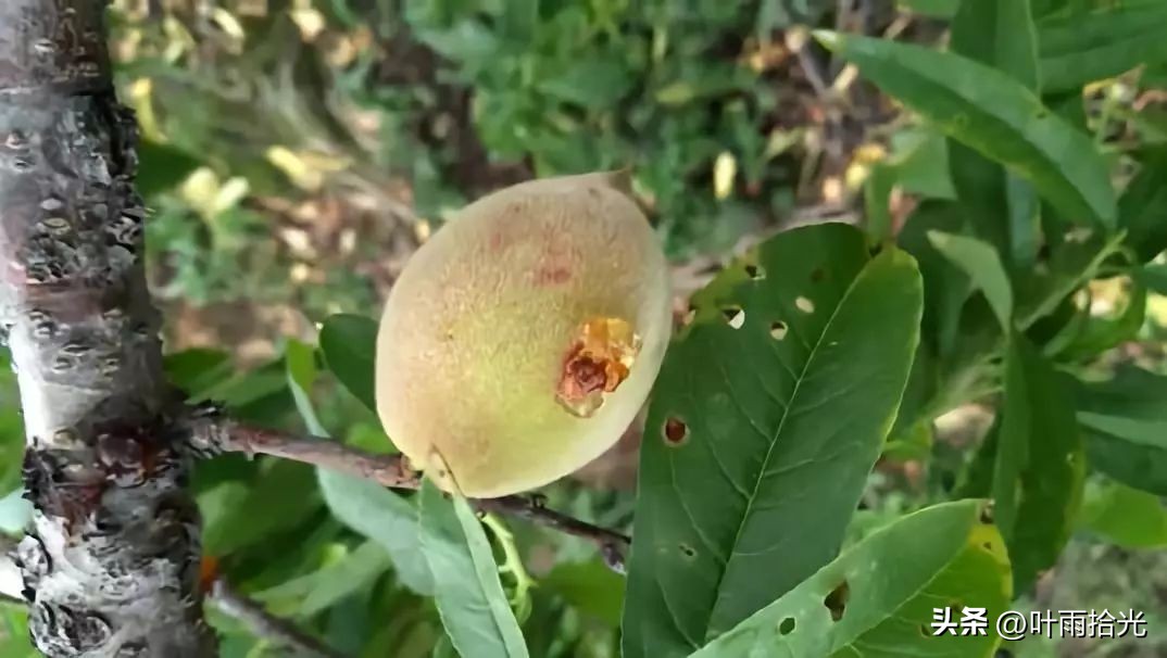 桃流胶病与穿孔病的区别,桃流胶病