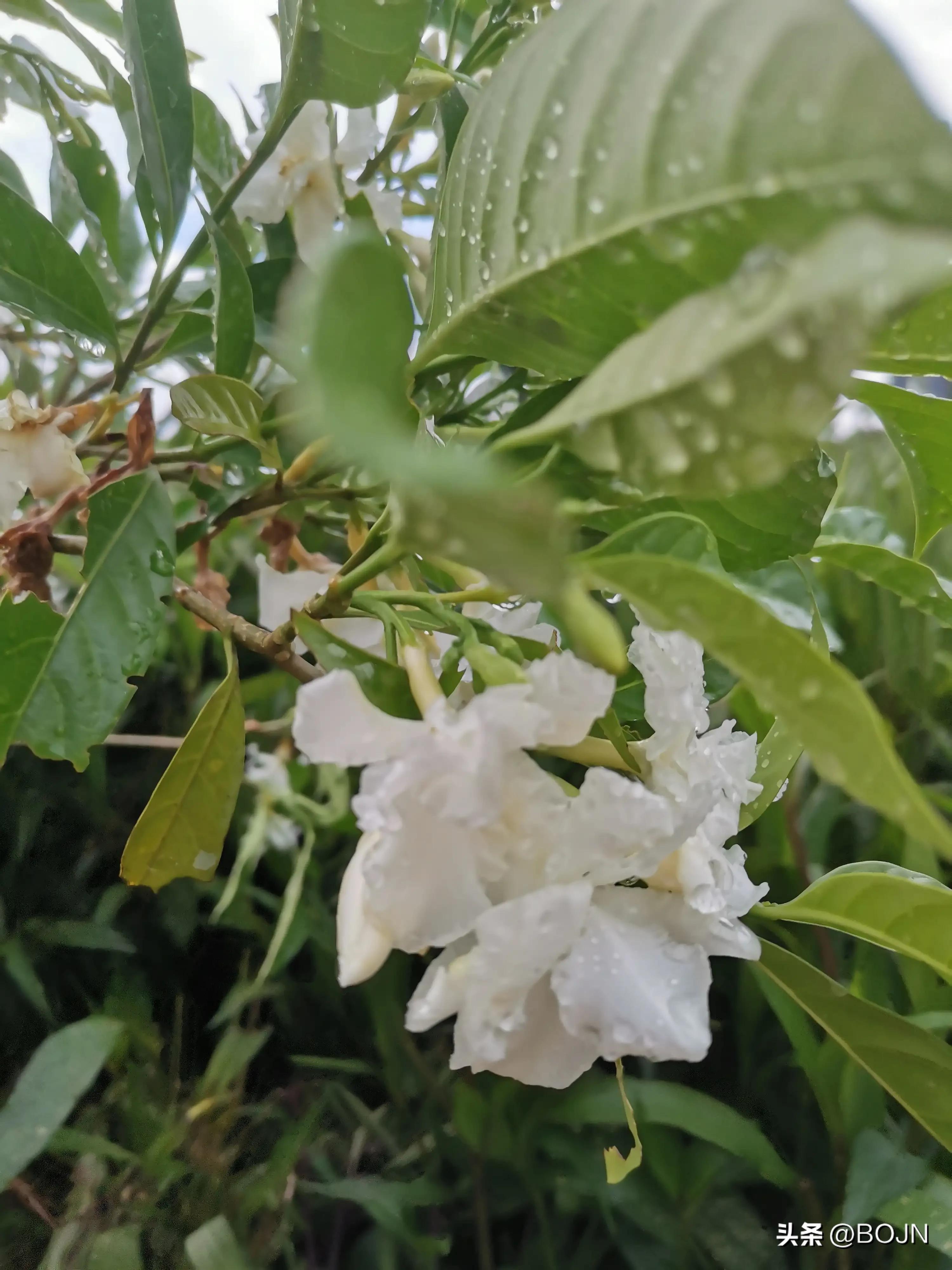 你能认出几种花来,大家能猜出什么花