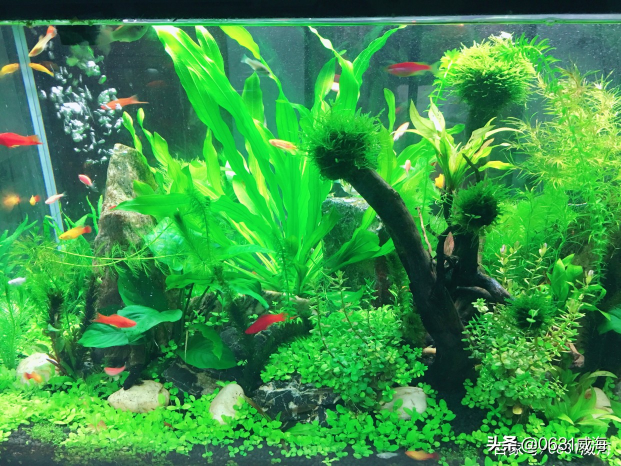 金鱼冬天饲养注意事项,冬季怎么养金鱼温度低了能存活吗