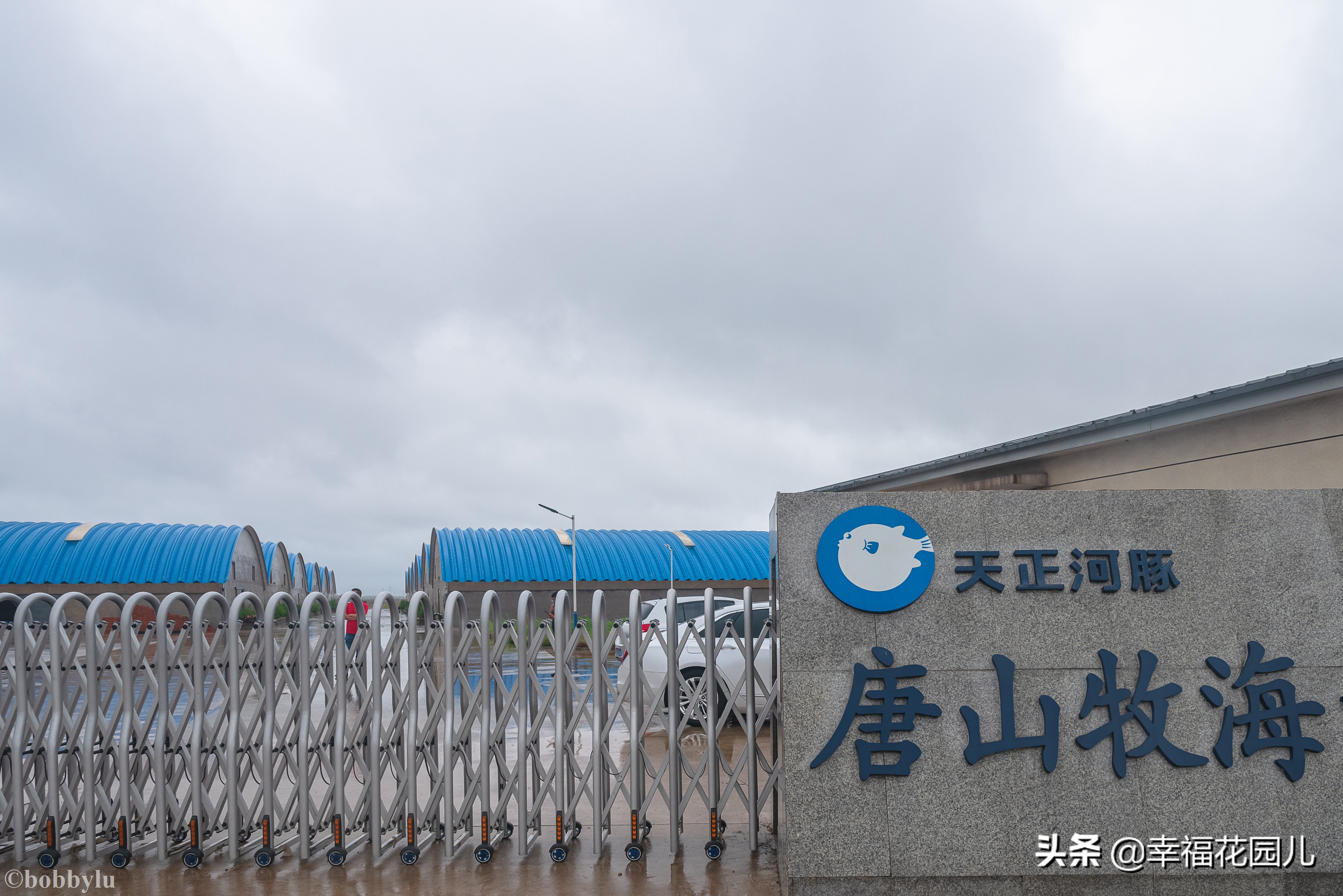 美味河豚有多金贵？养殖就有多娇贵！十里海河豚小镇探秘美食之源