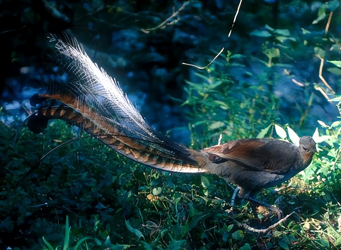 世界上最大的华丽琴鸟,天堂的使者