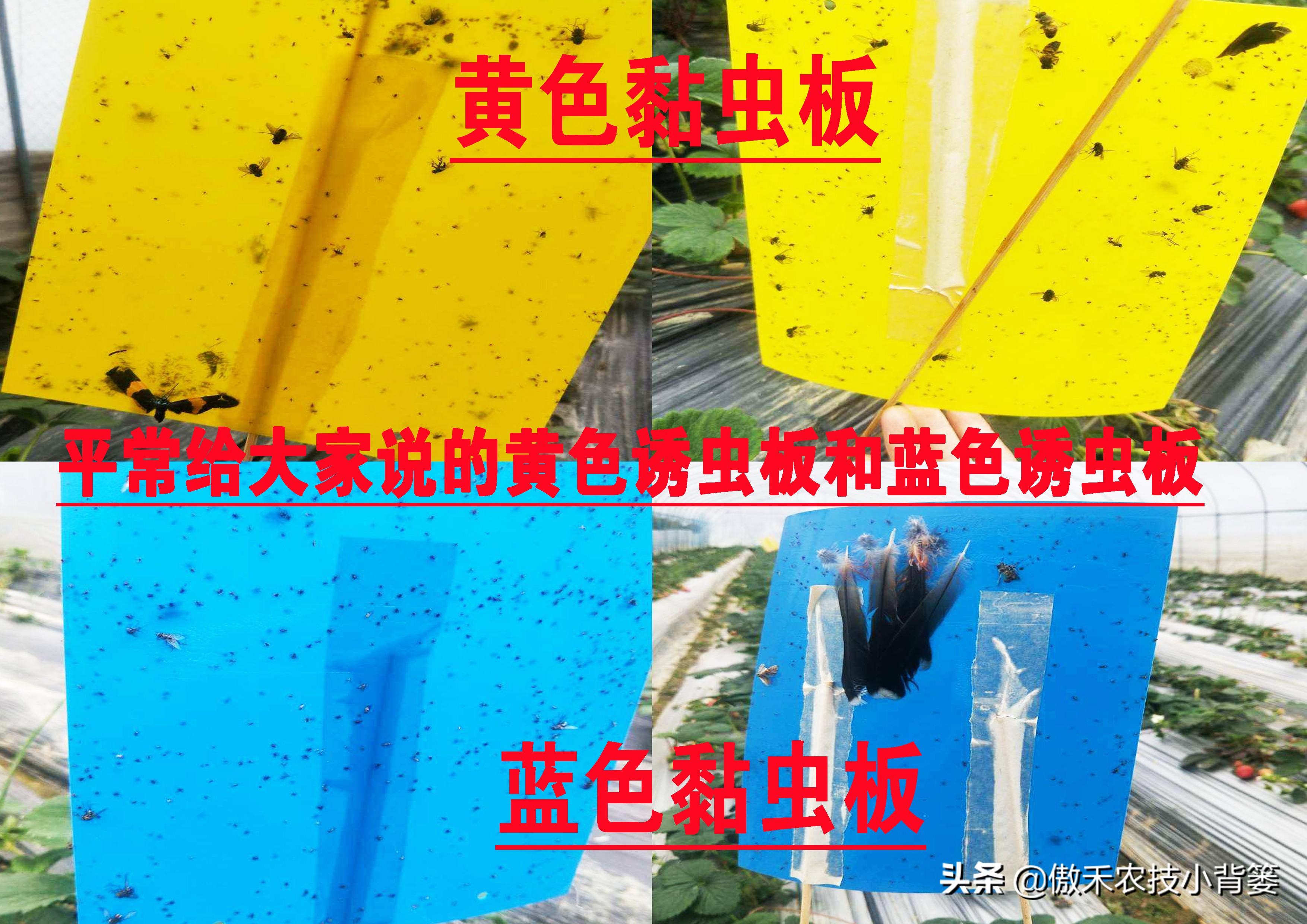 预防瓜果被虫咬的方法,瓜果有虫用什么药物