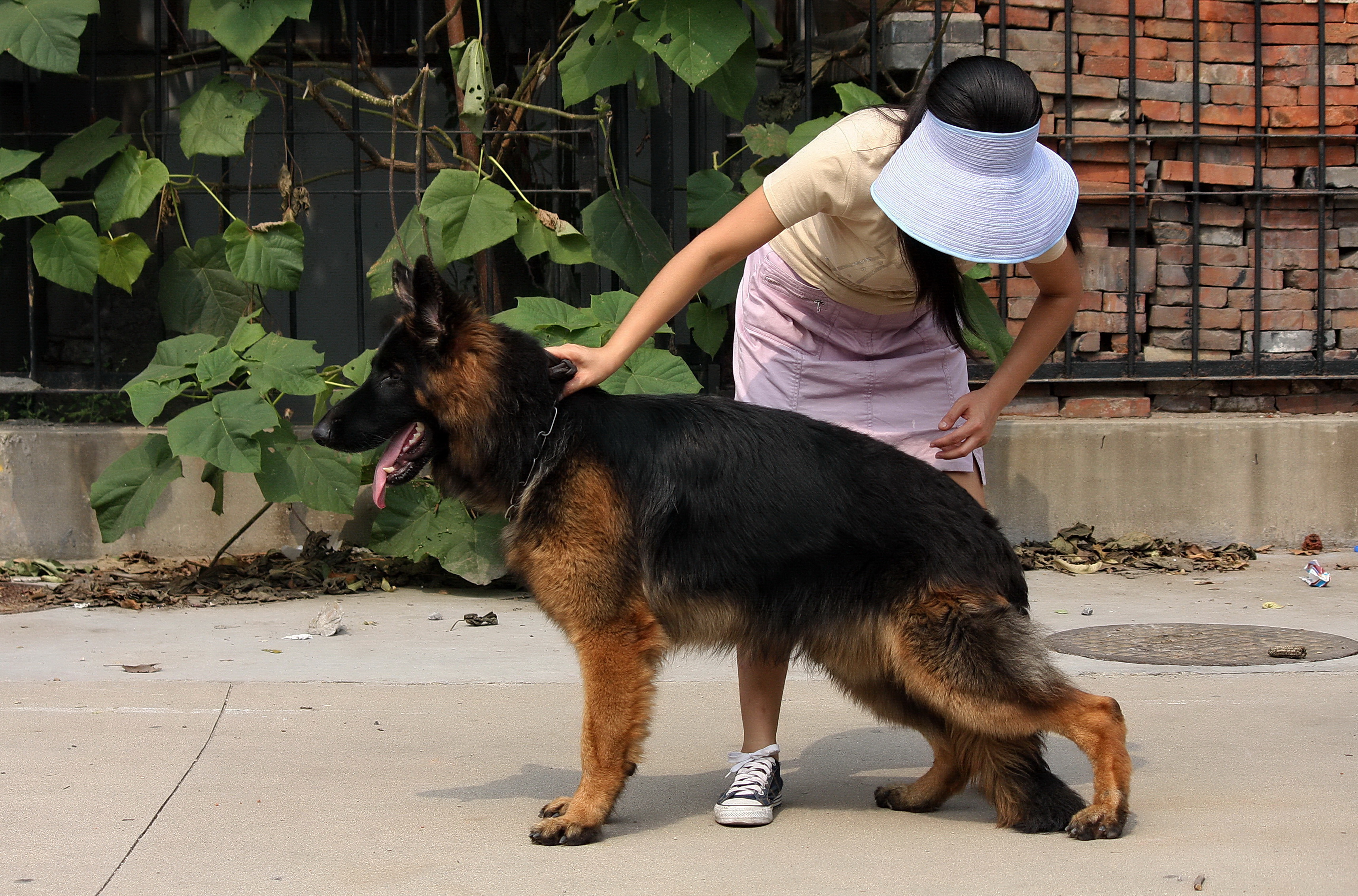 德牧养殖技术书籍大全,德牧饲养攻略