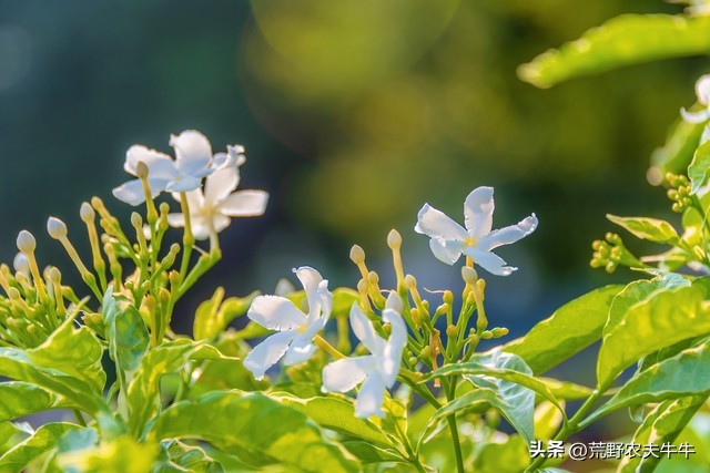 狗咬伤药,狗尾草治狗咬伤方法