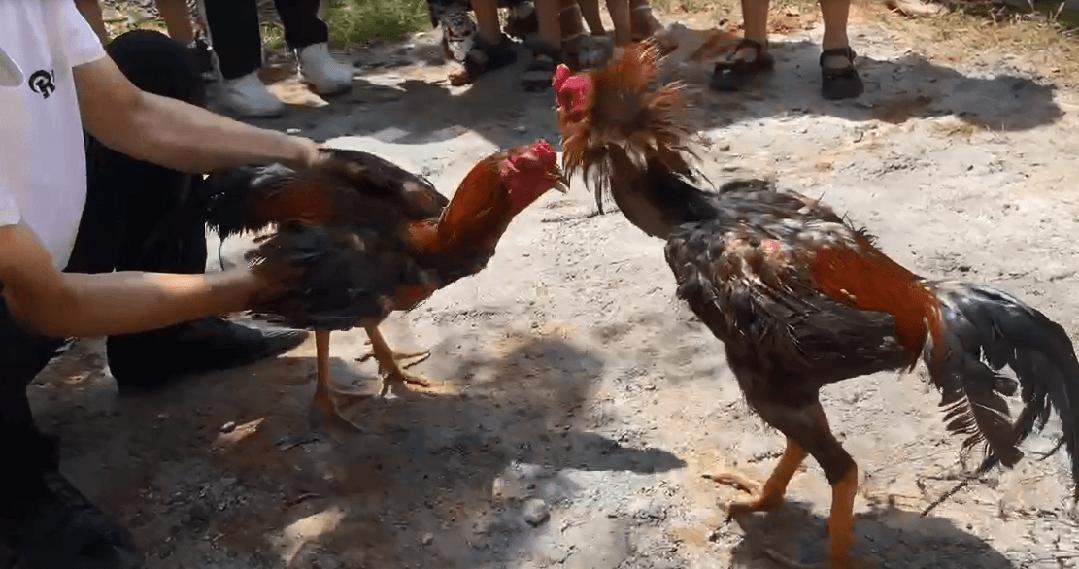 端午假期光明活动超精彩！音乐live、摘荔枝、包粽子……等你解锁！