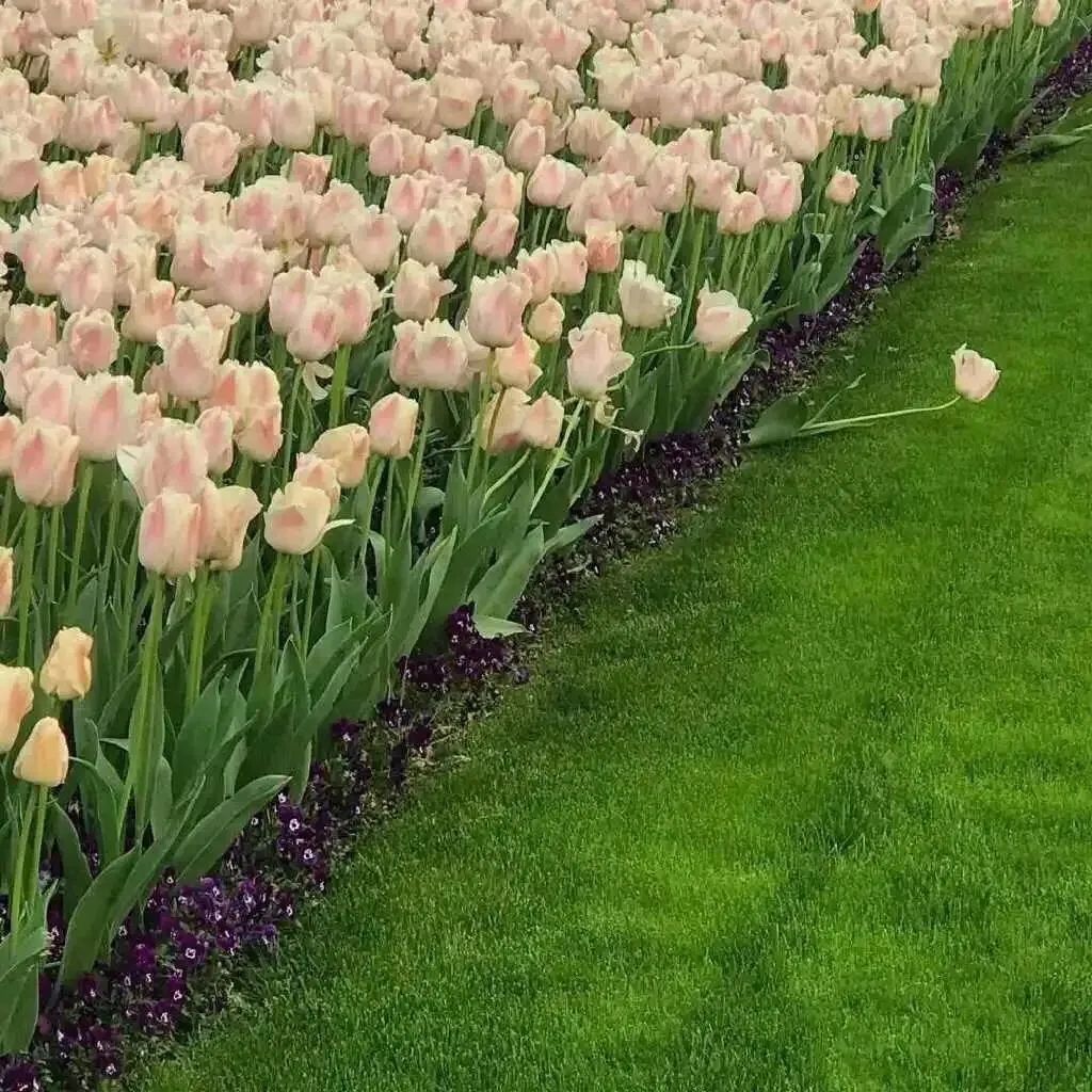 绿色背景图ins高级感小图,干净的背景图ins风冬日高清