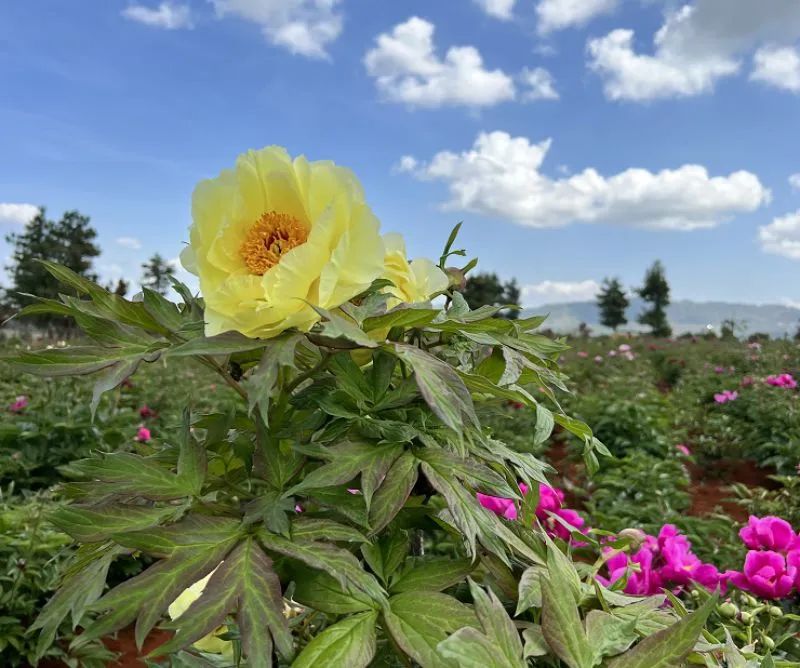 云游|赏“花枝不断四时春”,邂逅云南生活的专属浪漫
