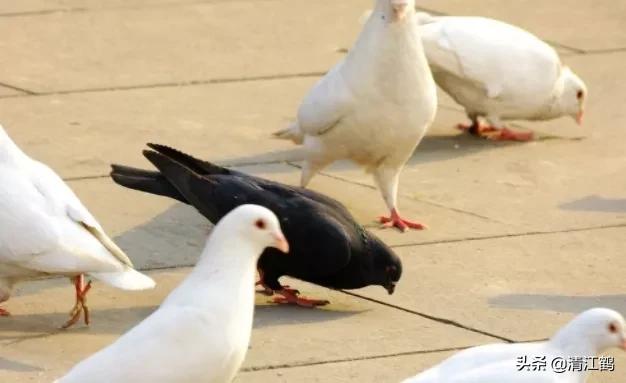 鸽子站在地上怎么去识别它是公鸽还是母鸽？5个部位不同决定性别