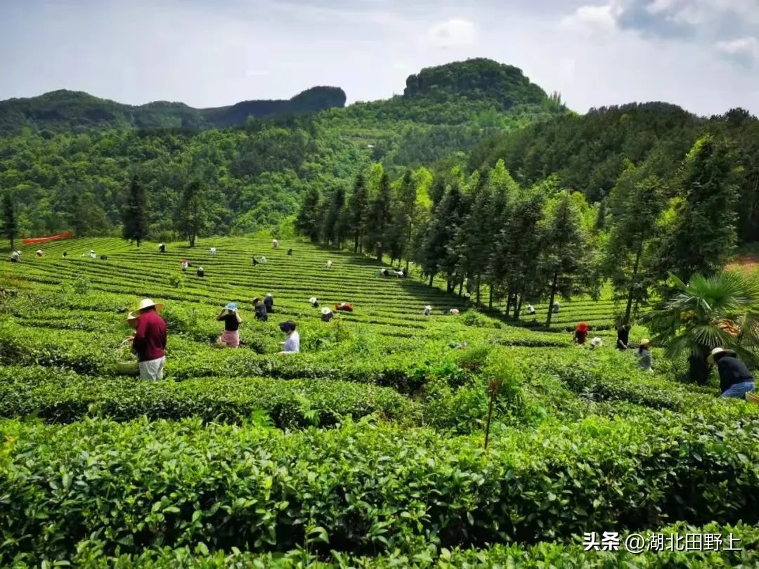 陆羽茶产业,陆羽文化茶产业