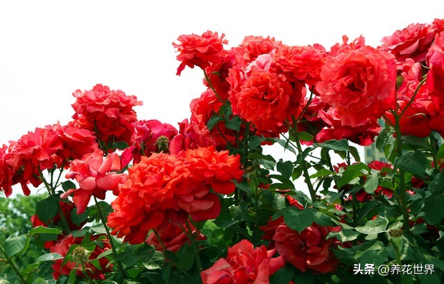 养这10种花越养家里越干净,这8种花最旺家只需养一盆