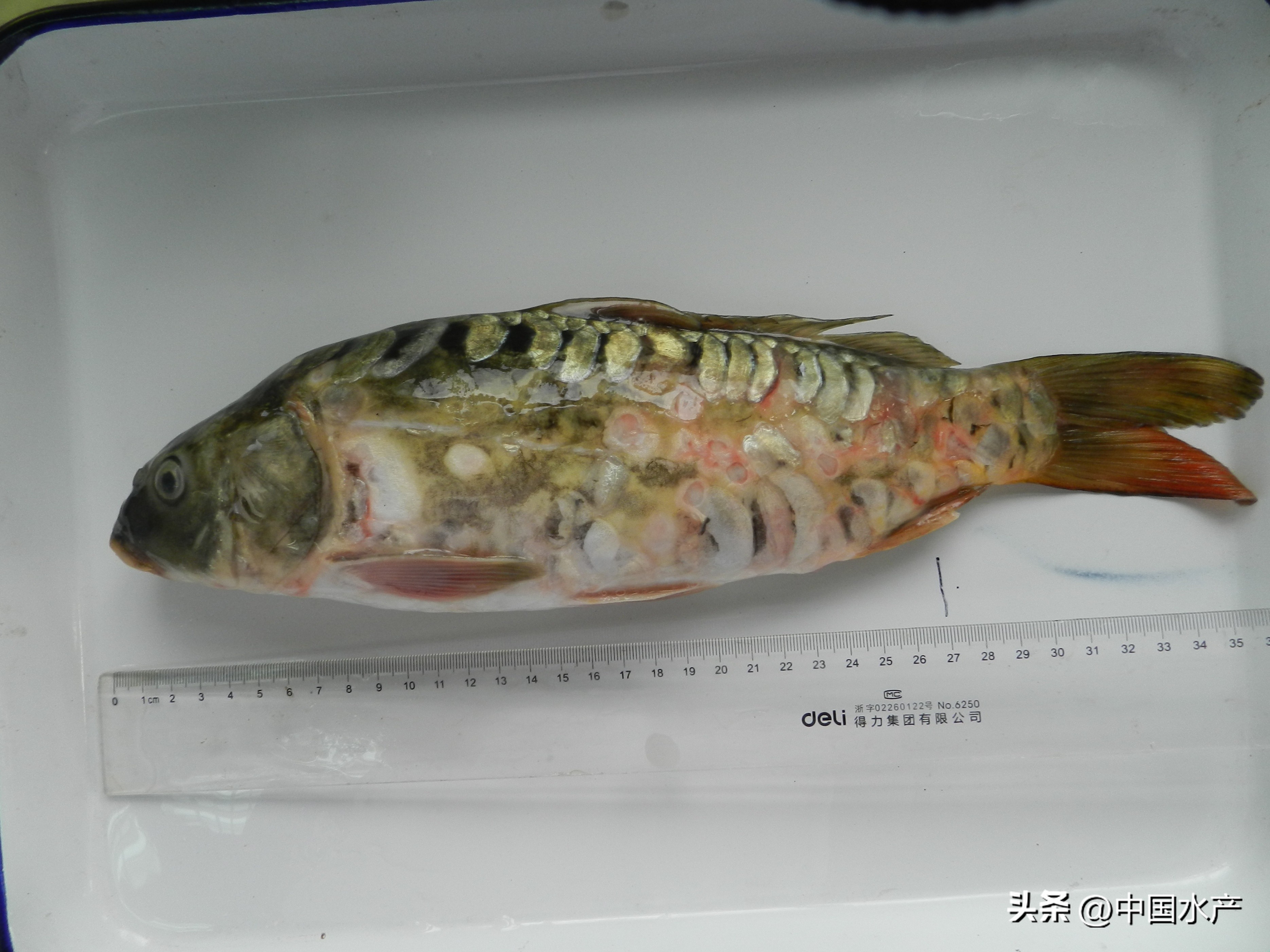 水生外来物种入侵防控工作方案,水生动物防疫