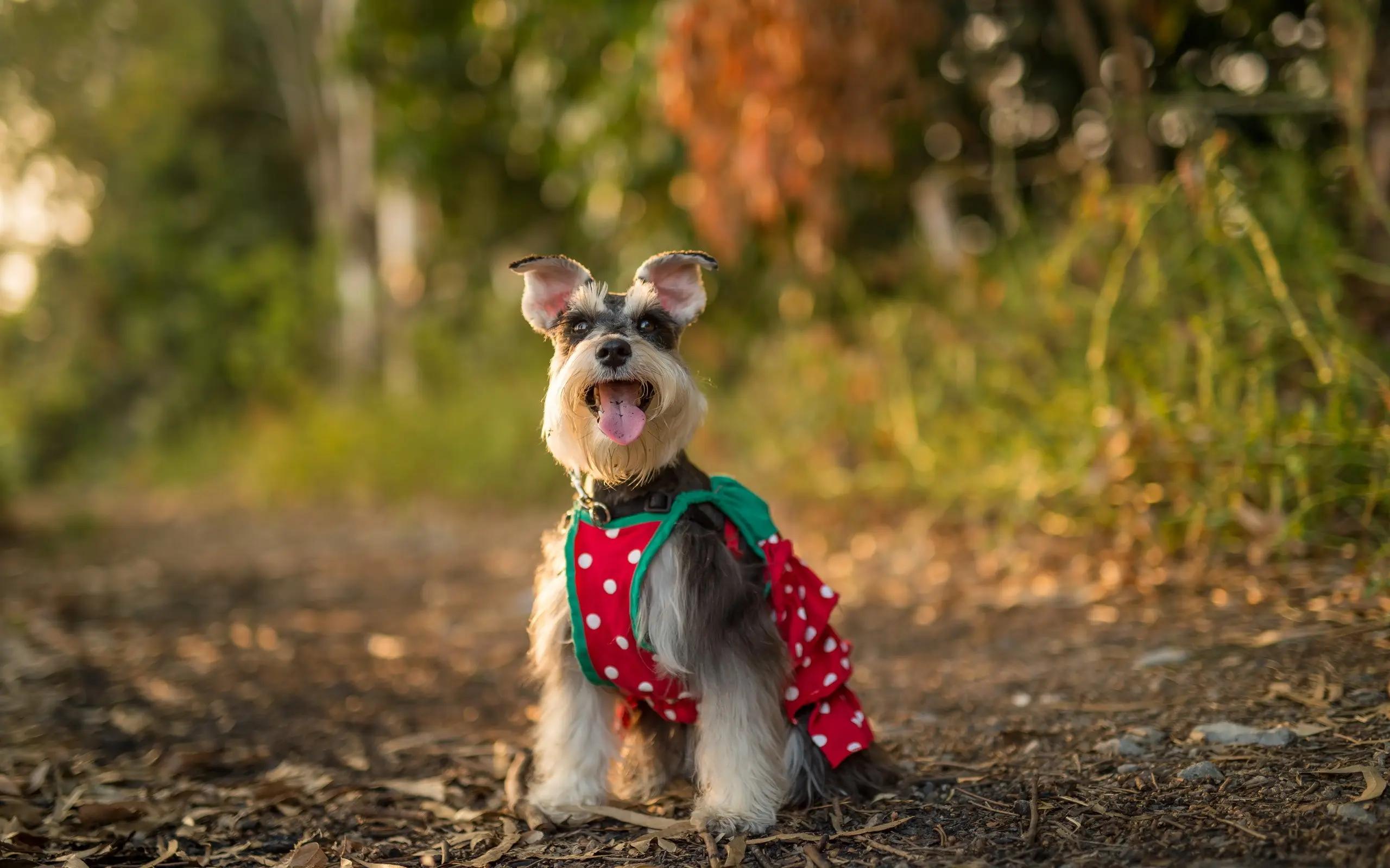 雪纳瑞的优点护主,雪纳瑞的5大优点