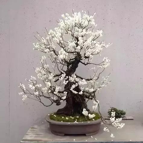 梅花老桩盆景,梅花盆景制作