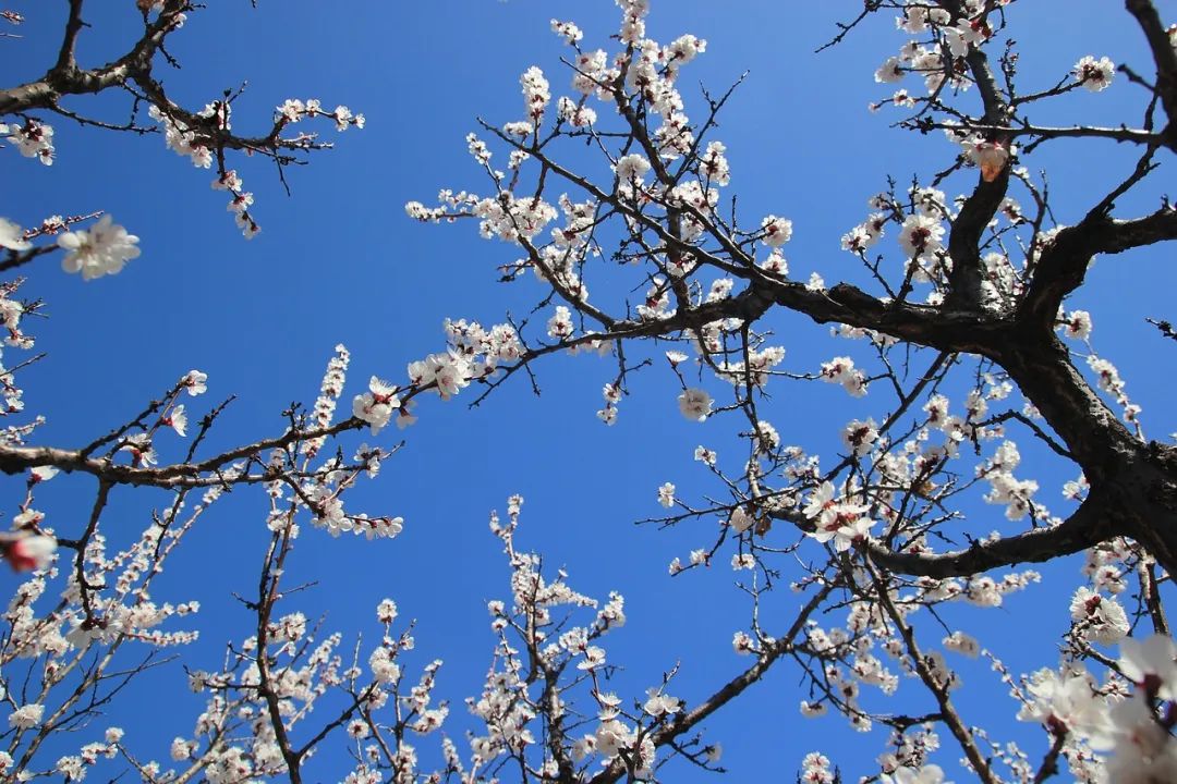 关于春天的飞花令,春天的飞花令诗句全集