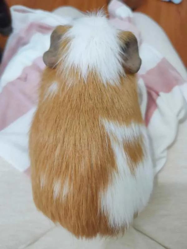 荷兰猪流产了要用什么来医治,荷兰猪流产暴瘦怎么办