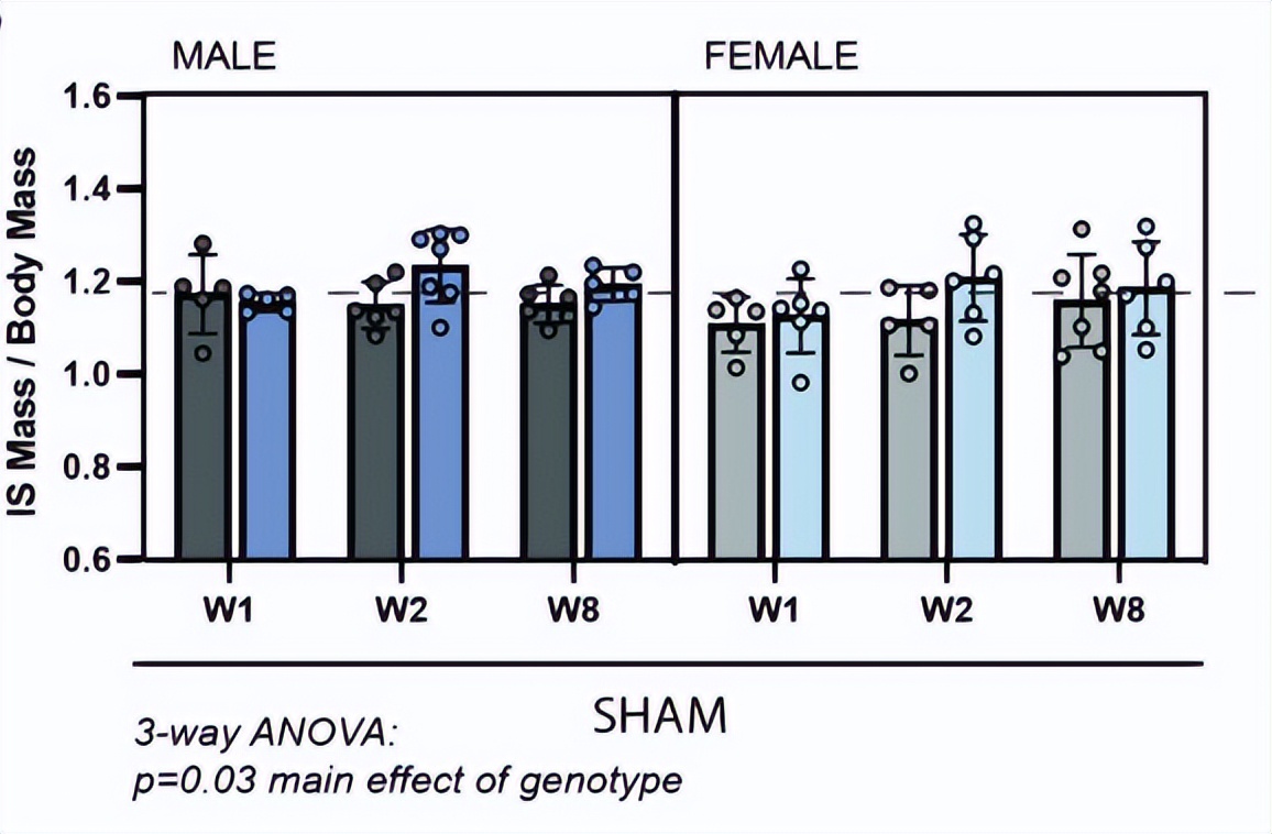 核因子,NFκB,在临床治疗上,是否与腱切断术的肌肉萎缩无关?