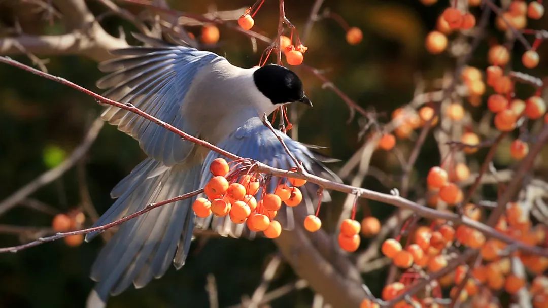 师大寻鸟记，这些小可爱，你都见过吗？